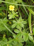 Potentilla erecta. Верхушка побега с цветком. Украина, Львовская обл., Дрогобычский р-н, г. Трускавец, луг возле пруда Слоница. 14.06.2014.