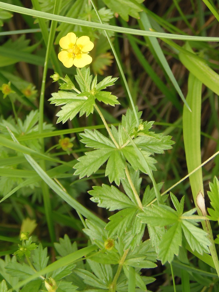 Image of Potentilla erecta specimen.