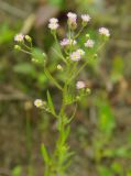 Erigeron acris. Верхушка цветущего растения. Тверская обл., Пеновский р-н, на песке. 10.07.2009.