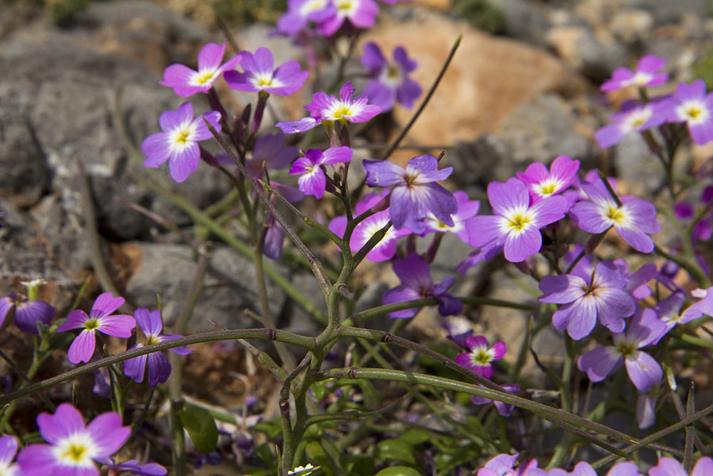 Image of Malcolmia flexuosa specimen.