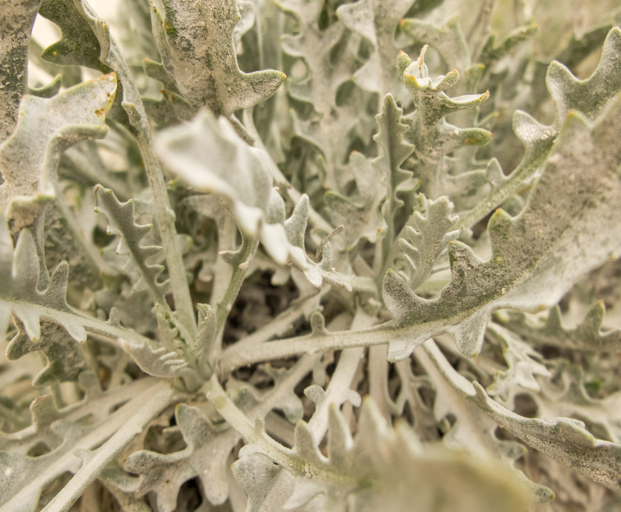 Image of Matthiola fragrans specimen.