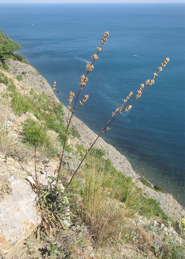 Изображение особи Silene densiflora.