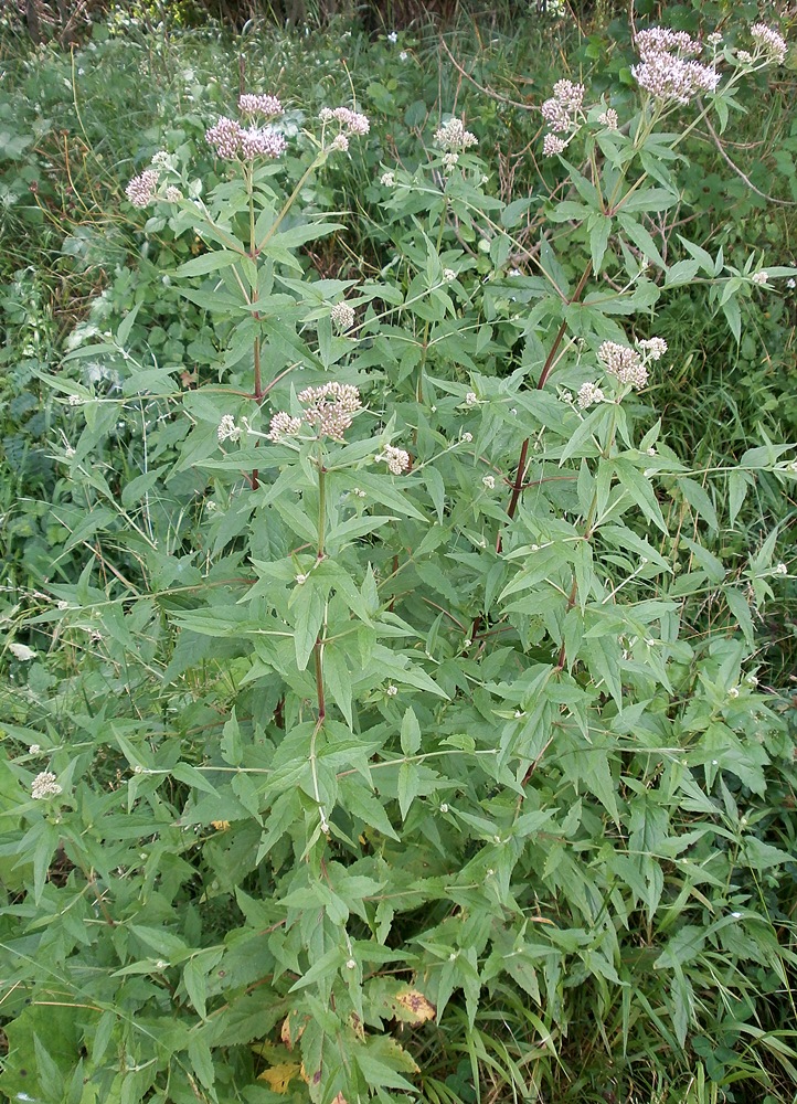 Image of Eupatorium cannabinum specimen.