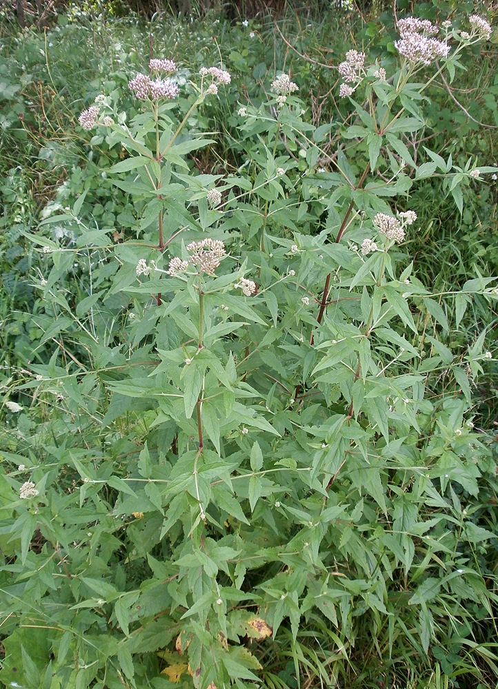 Изображение особи Eupatorium cannabinum.