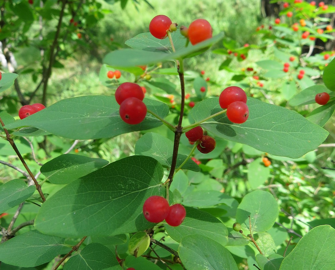 Image of Lonicera tatarica specimen.