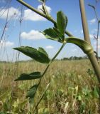 Macroselinum latifolium