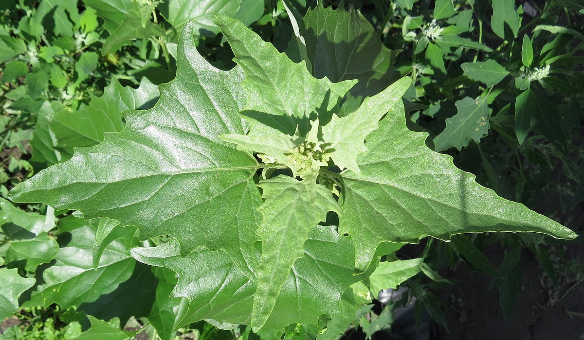 Image of Atriplex sagittata specimen.