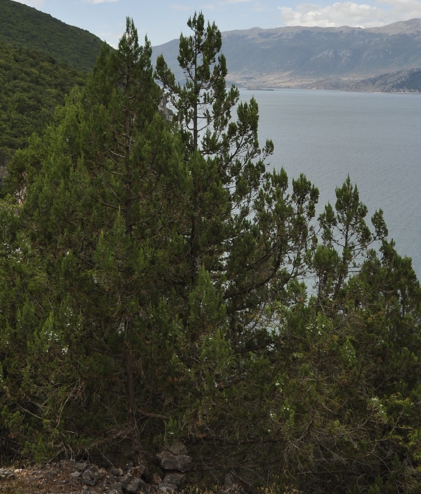 Image of Juniperus foetidissima specimen.