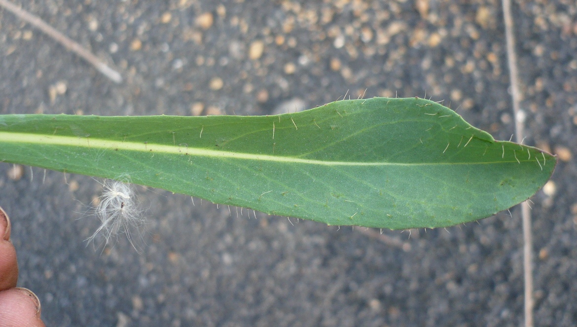 Изображение особи Pilosella novosibirskensis.