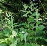 Inula helenium. Цветущие растения. Германия, г. Дюссельдорф, Ботанический сад университета. 03.07.2014.