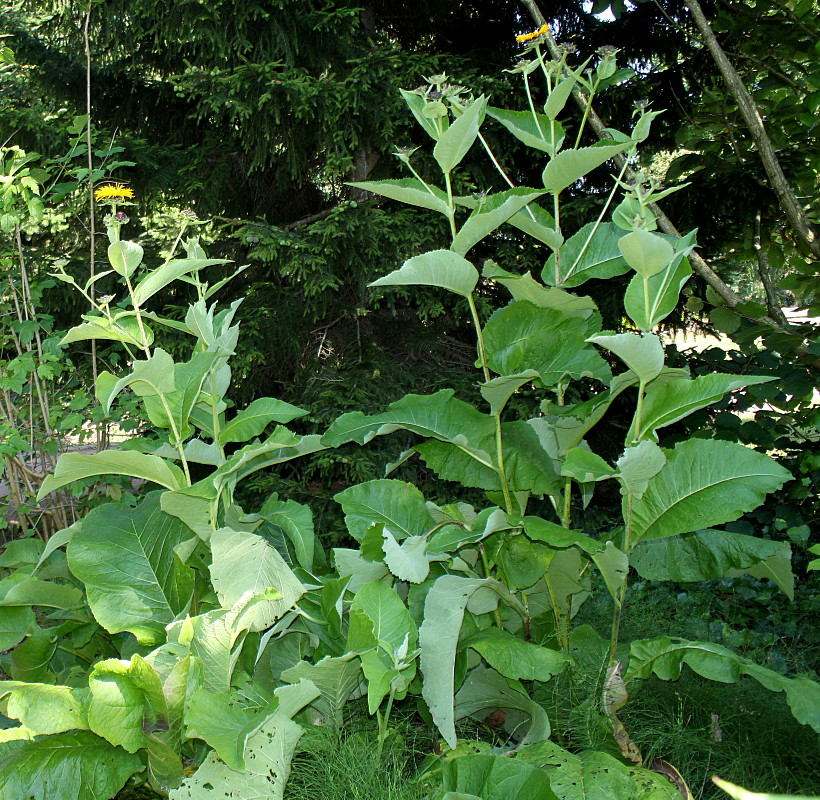 Image of Inula helenium specimen.