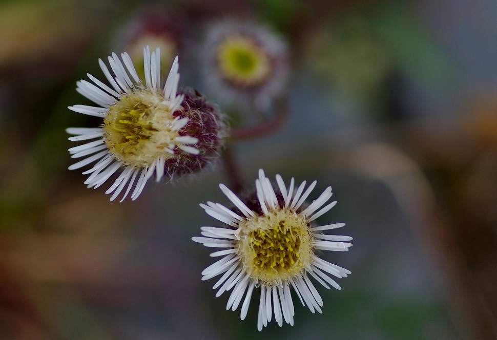 Изображение особи род Erigeron.