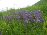 Campanula praealta