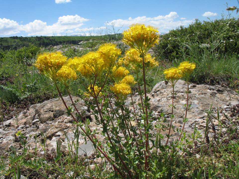 Изображение особи Hypericum scabrum.