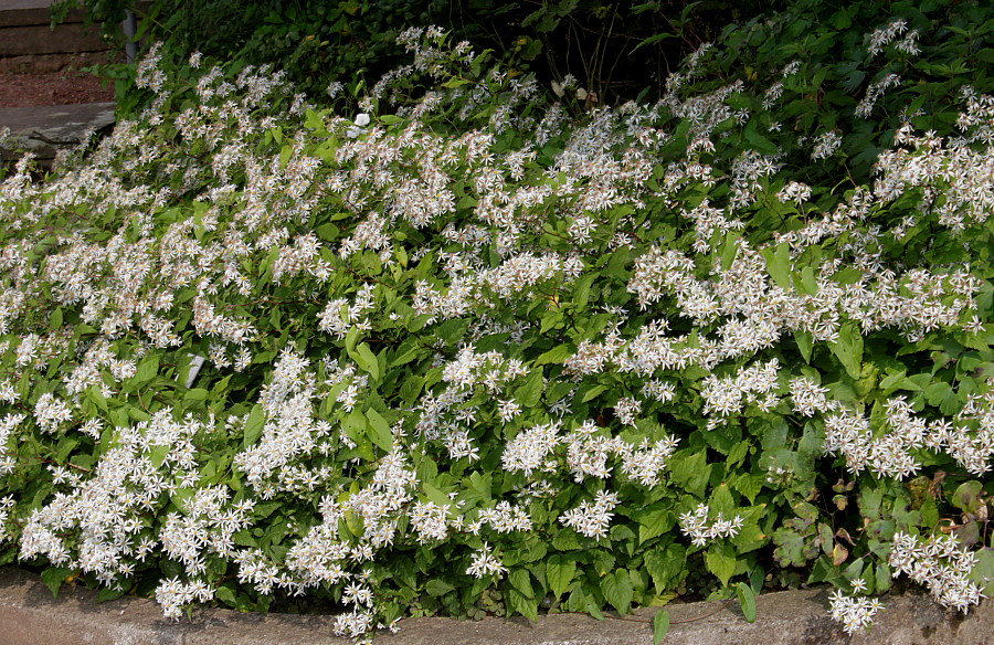 Изображение особи Eurybia divaricata.