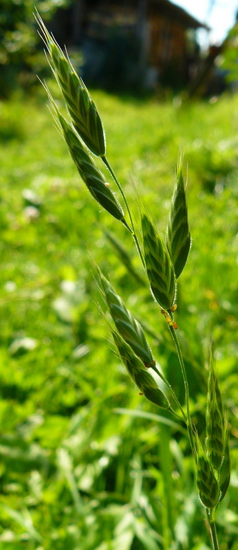 Изображение особи Bromus hordeaceus.