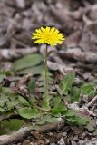 род Taraxacum. Цветущее растение. Южный Казахстан, левобережье Сыр-Дарьи выше Сюткента. 30.03.2014.