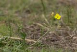 Diplotaxis tenuifolia