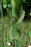 Convolvulus arvensis