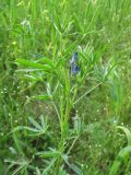 Lupinus angustifolius. Верхушка цветущего растения. Польша, Беловежская Пуща, окр. пос. Бяловежа, луг. 25 июня 2009 г.