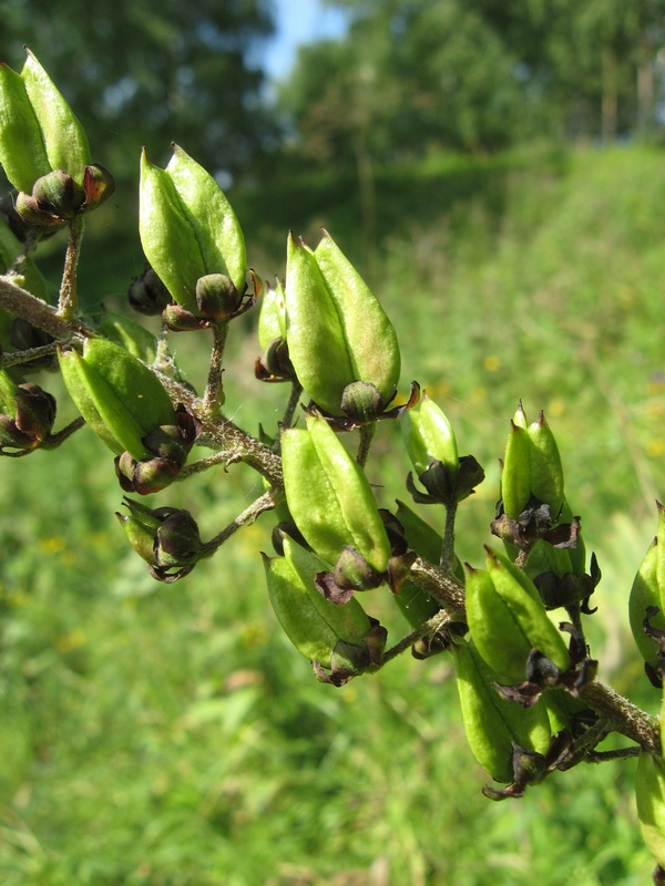 Изображение особи Veratrum nigrum.