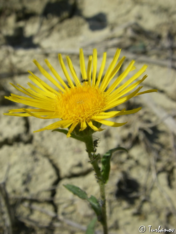 Image of Inula britannica specimen.