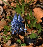 Corydalis ambigua