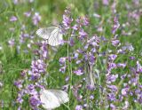 Vicia elegans