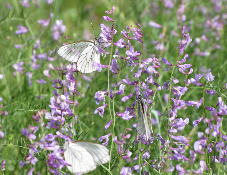 Image of Vicia elegans specimen.