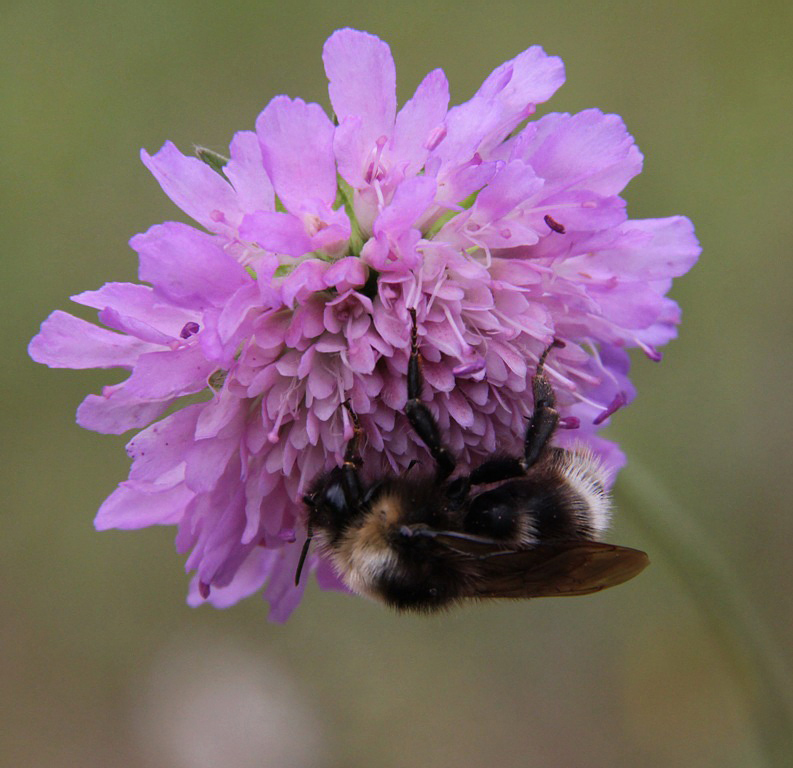 Image of Knautia arvensis specimen.