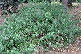 Salvia microphylla