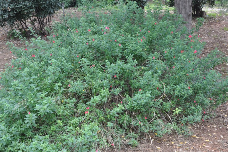 Image of Salvia microphylla specimen.