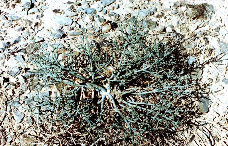 Image of Anabasis eriopoda specimen.