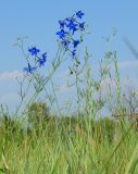 Delphinium grandiflorum. Верхушка цветущего растения. Иркутская обл., Иркутский р-н, долина р. Иркут. 14.07.2014.