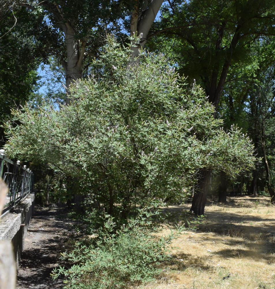 Image of Vitex agnus-castus specimen.