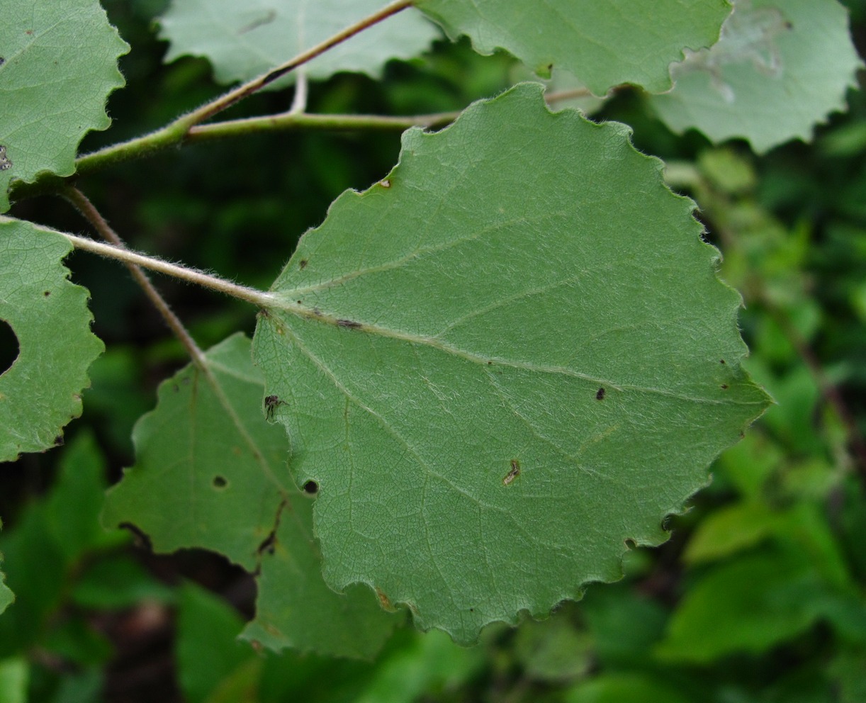 Изображение особи Populus tremula.