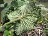 Phlomoides tuberosa. Лист (вид с обратной стороны). Краснодарский край, м/о г. Новороссийск, гора Большой Маркотх. 11.04.2015.