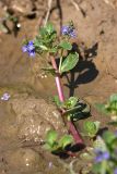 Veronica beccabunga ssp. muscosa