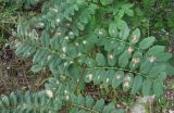 Robinia pseudoacacia