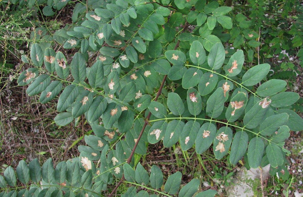 Image of Robinia pseudoacacia specimen.