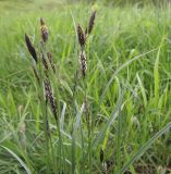 Carex melanostachya