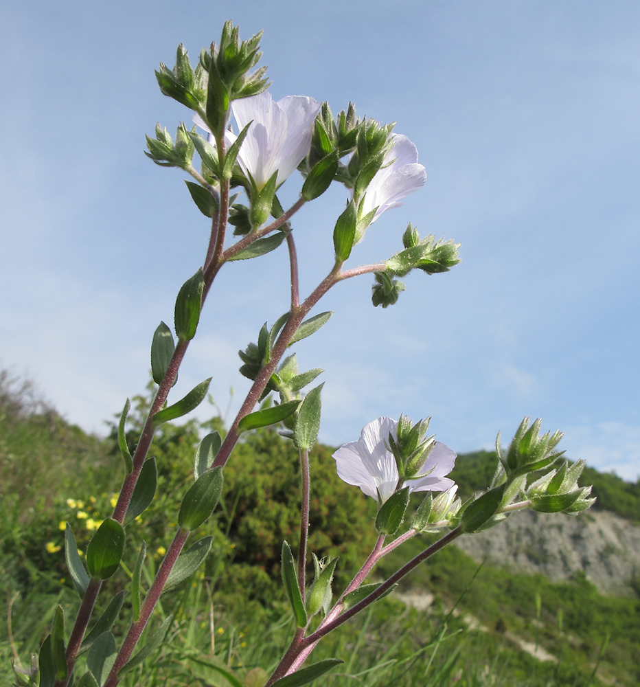 Изображение особи Linum lanuginosum.