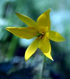 Tulipa biebersteiniana