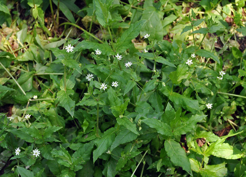 Изображение особи Myosoton aquaticum.