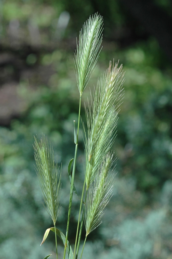Image of Hordeum leporinum specimen.