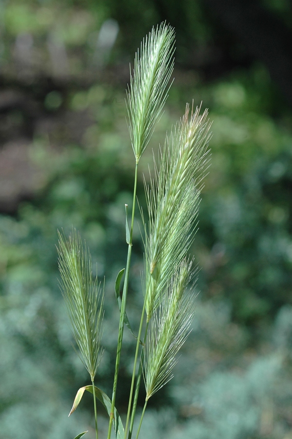 Изображение особи Hordeum leporinum.