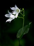 Gadellia lactiflora. Цветки. Абхазия, Гагрский р-н, дорога на гору Мамдзышха, 1650 м н.у.м. 12.08.2013.