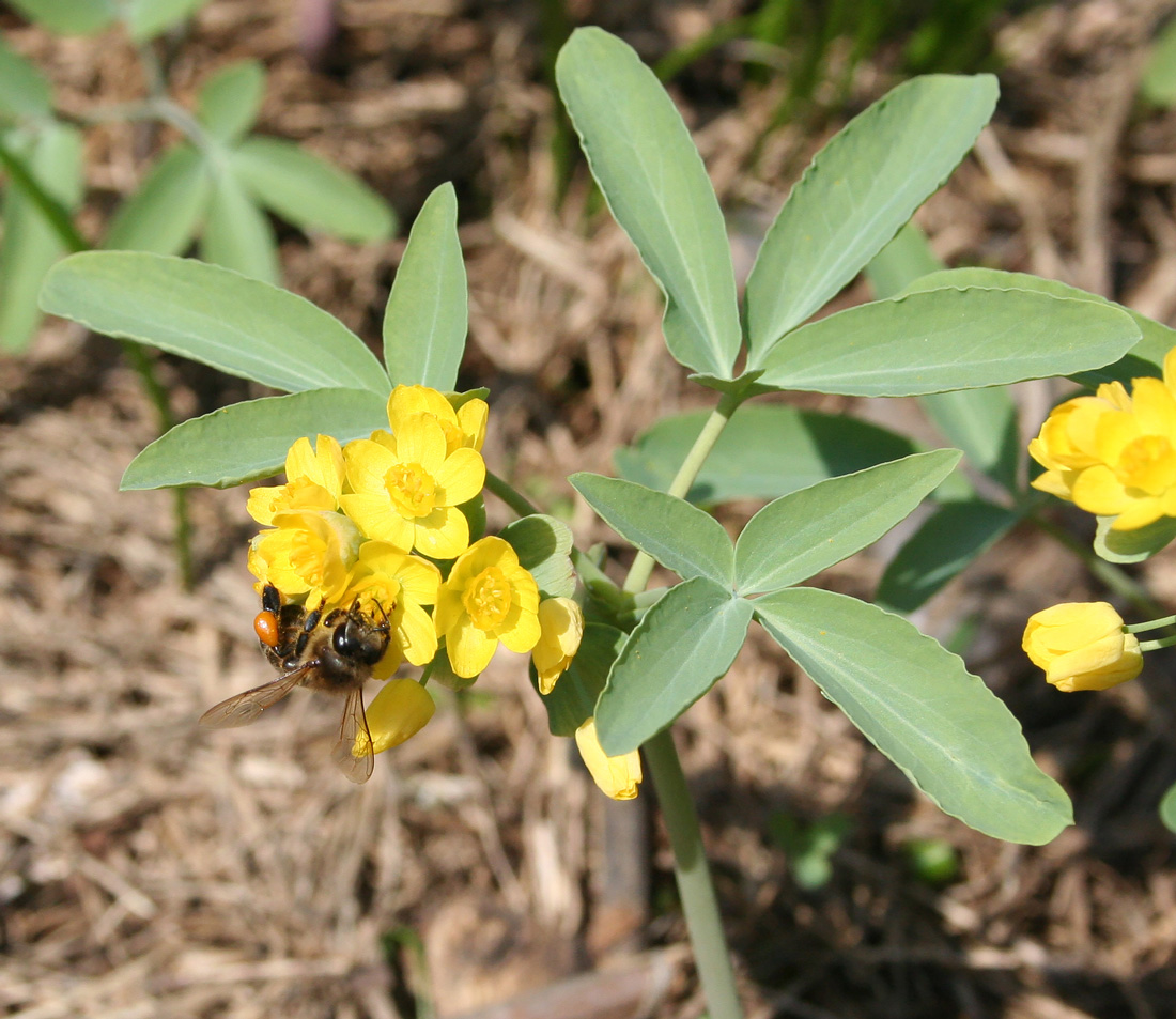 Изображение особи Gymnospermium altaicum.