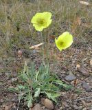 genus Papaver