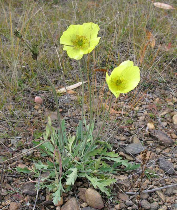 Image of genus Papaver specimen.